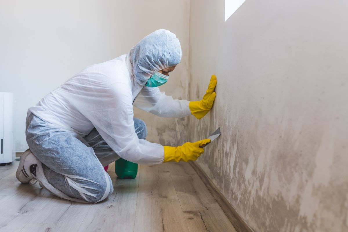 Mold Removal Services,